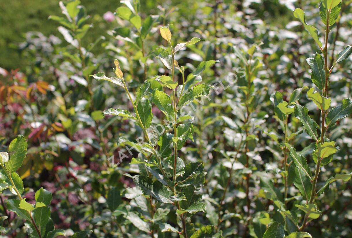 Vrba jíva 'Goldbienen Kätzchenweide' - Salix caprea 'Goldbienen Kätzchenweide'