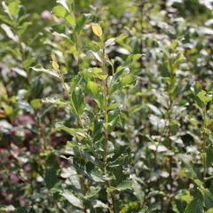 Vrba jíva 'Goldbienen Kätzchenweide' - Salix caprea 'Goldbienen Kätzchenweide'