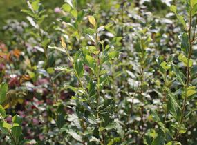 Vrba jíva 'Goldbienen Kätzchenweide' - Salix caprea 'Goldbienen Kätzchenweide'