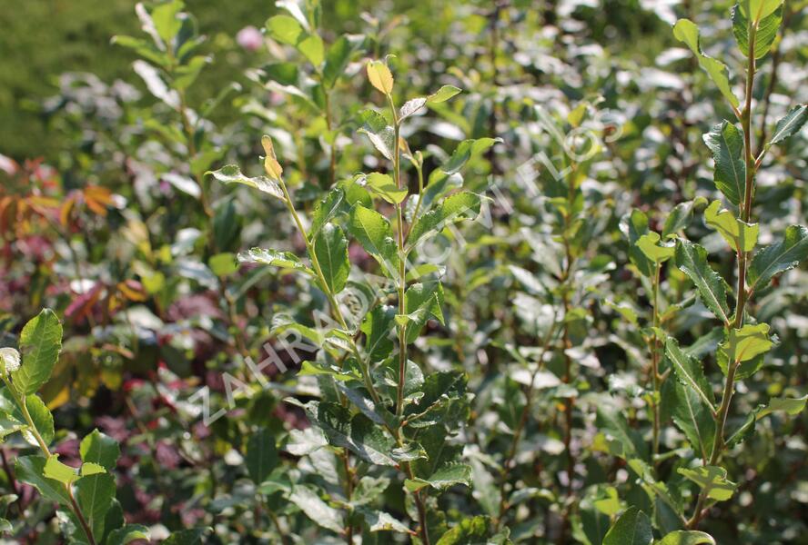 Vrba jíva 'Goldbienen Kätzchenweide' - Salix caprea 'Goldbienen Kätzchenweide'