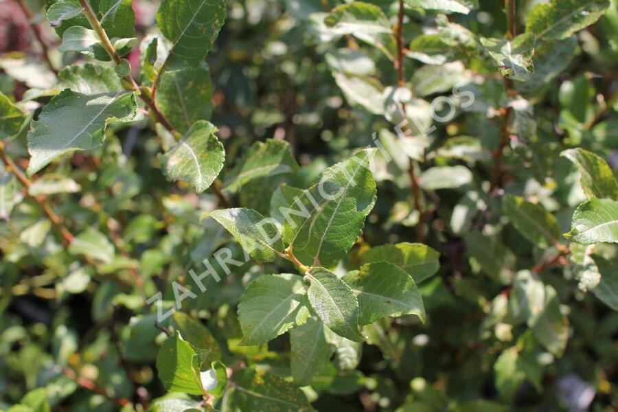 Vrba jíva 'Goldbienen Kätzchenweide' - Salix caprea 'Goldbienen Kätzchenweide'
