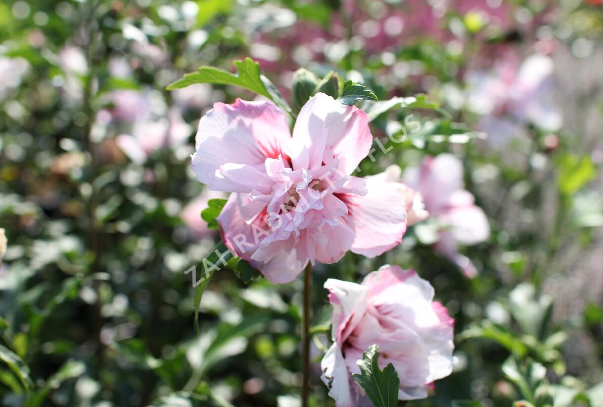 Ibišek syrský 'Verosa' - Hibiscus syriacus 'Verosa'