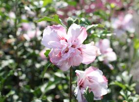 Ibišek syrský 'Verosa' - Hibiscus syriacus 'Verosa'