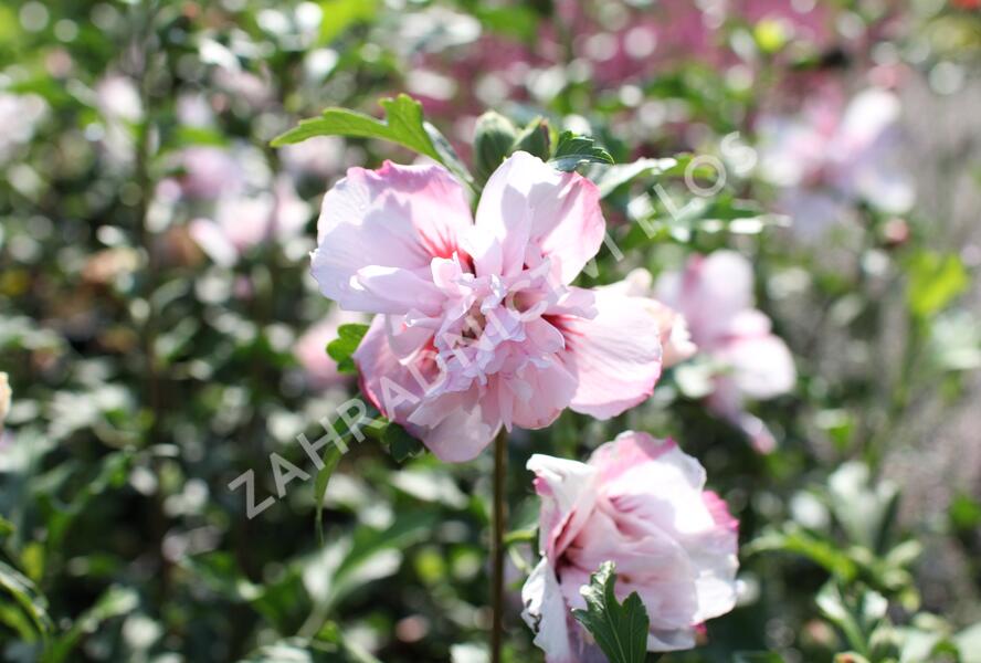 Ibišek syrský 'Verosa' - Hibiscus syriacus 'Verosa'