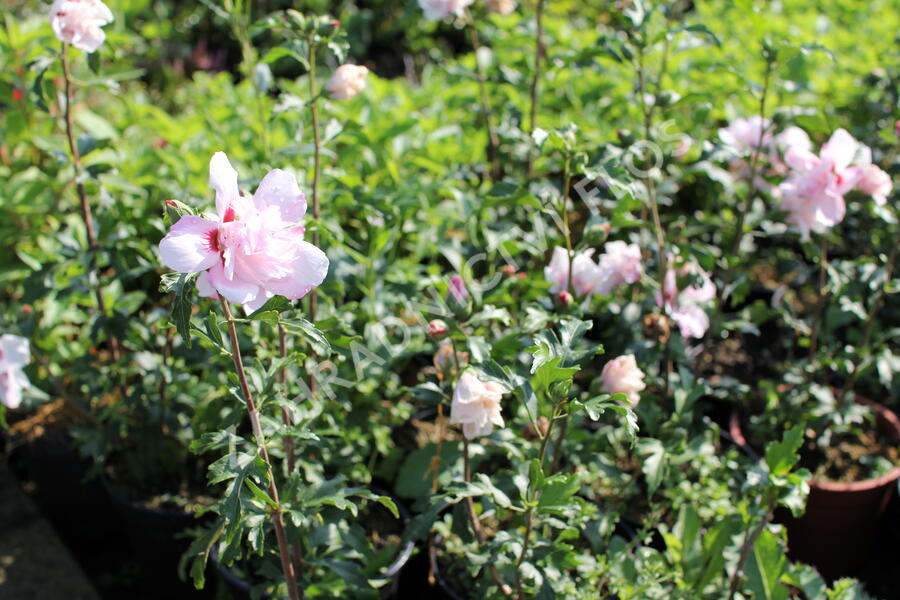 Ibišek syrský 'Verosa' - Hibiscus syriacus 'Verosa'