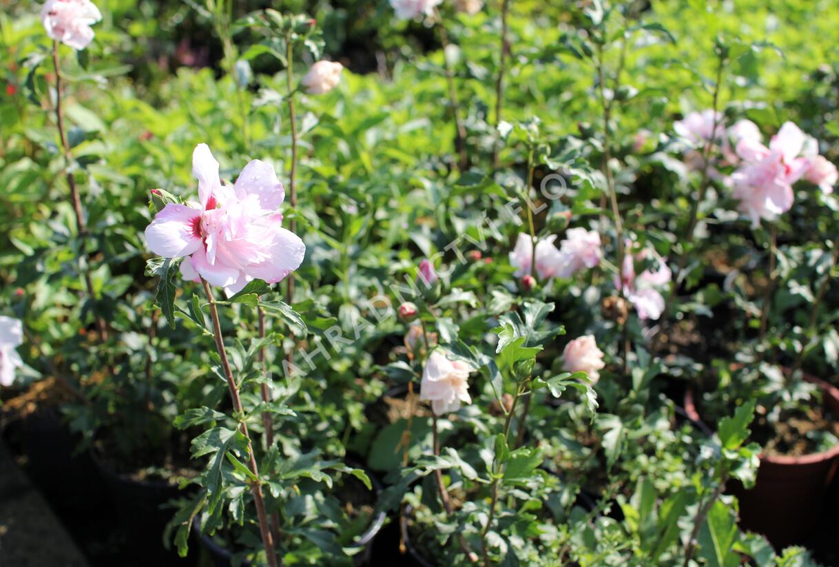 Ibišek syrský 'Verosa' - Hibiscus syriacus 'Verosa'