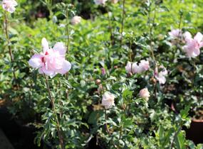 Ibišek syrský 'Verosa' - Hibiscus syriacus 'Verosa'