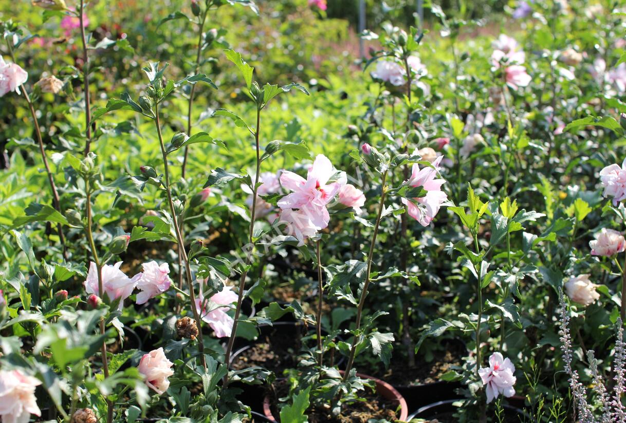Ibišek syrský 'Verosa' - Hibiscus syriacus 'Verosa'