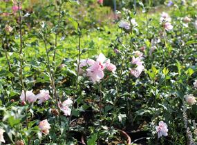 Ibišek syrský 'Verosa' - Hibiscus syriacus 'Verosa'