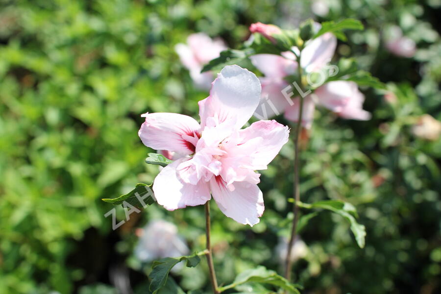 Ibišek syrský 'Verosa' - Hibiscus syriacus 'Verosa'