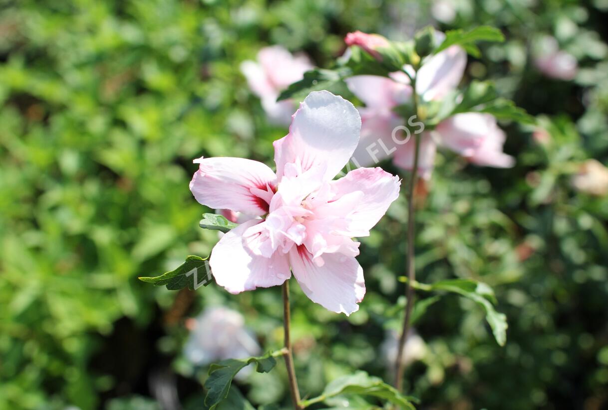 Ibišek syrský 'Verosa' - Hibiscus syriacus 'Verosa'