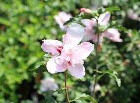 Ibišek syrský 'Verosa' - Hibiscus syriacus 'Verosa'