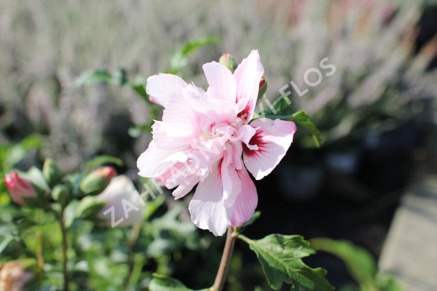 Ibišek syrský 'Verosa' - Hibiscus syriacus 'Verosa'