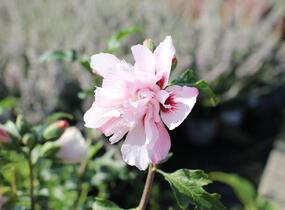 Ibišek syrský 'Verosa' - Hibiscus syriacus 'Verosa'