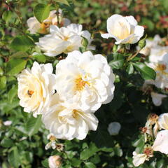 Růže mnohokvětá 'Tsarina' - Rosa MK 'Tsarina'