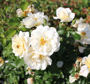 Růže mnohokvětá 'Tsarina' - Rosa MK 'Tsarina'