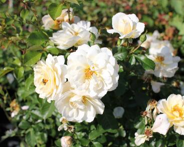 Růže mnohokvětá 'Tsarina'