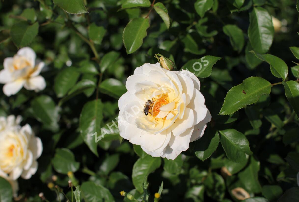 Růže mnohokvětá 'Tsarina' - Rosa MK 'Tsarina'