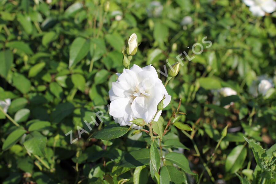 Růže pnoucí 'Iceberg' - Rosa PN 'Iceberg'