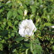 Růže pnoucí 'Iceberg' - Rosa PN 'Iceberg'
