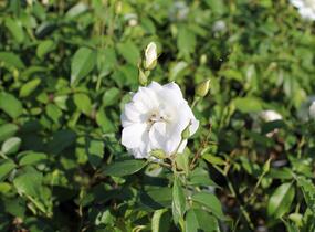 Růže pnoucí 'Iceberg' - Rosa PN 'Iceberg'