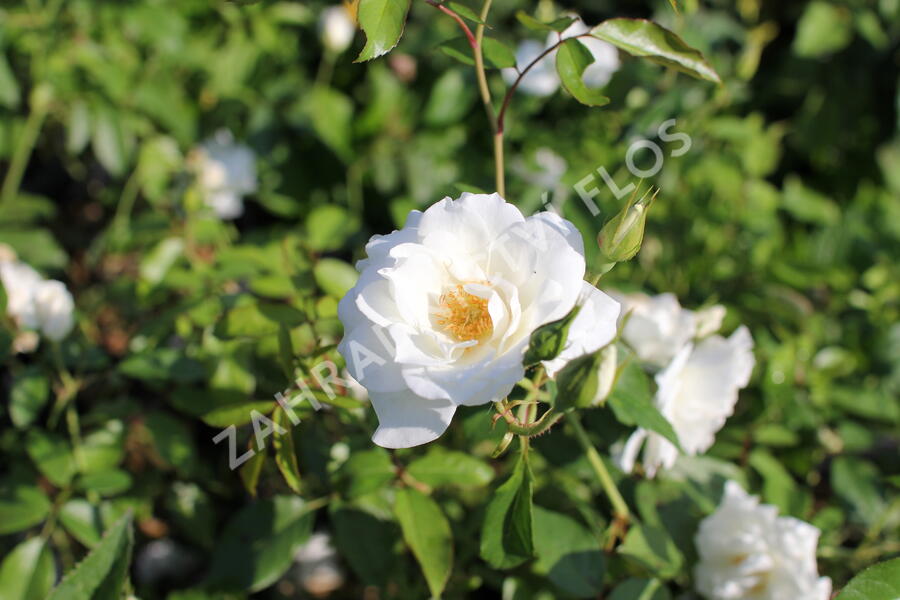 Růže pnoucí 'Iceberg' - Rosa PN 'Iceberg'