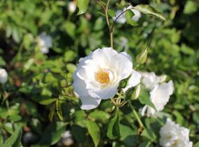 Růže pnoucí 'Iceberg' - Rosa PN 'Iceberg'