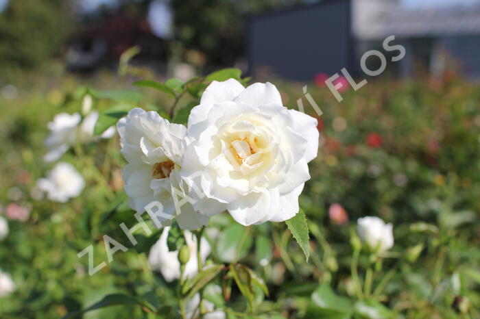 Růže pnoucí 'Iceberg' - Rosa PN 'Iceberg'