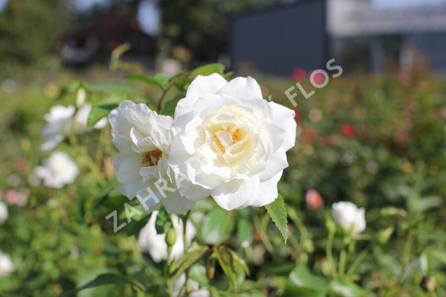 Růže pnoucí 'Iceberg' - Rosa PN 'Iceberg'