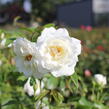 Růže pnoucí 'Iceberg' - Rosa PN 'Iceberg'