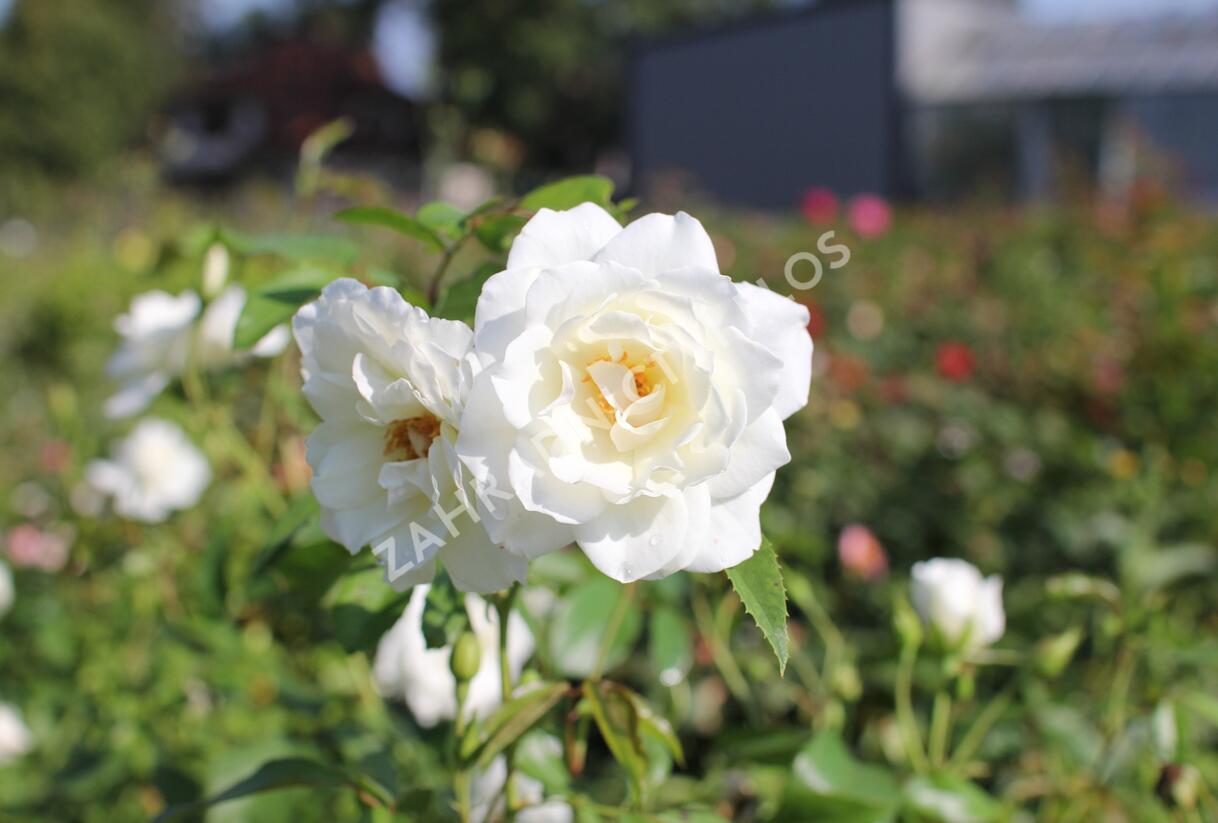 Růže pnoucí 'Iceberg' - Rosa PN 'Iceberg'
