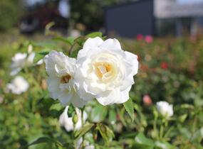 Růže pnoucí 'Iceberg' - Rosa PN 'Iceberg'