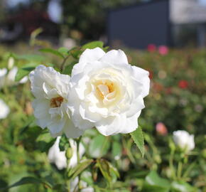Růže pnoucí 'Iceberg' - Rosa PN 'Iceberg'