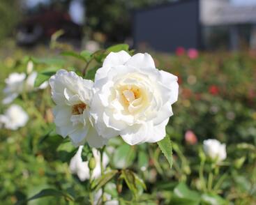 Růže pnoucí 'Iceberg'