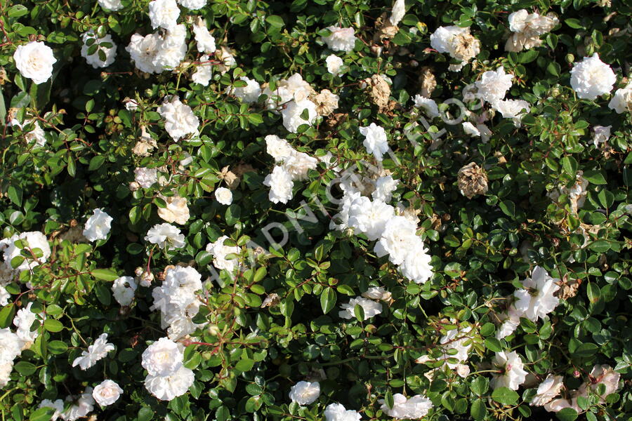 Růže půdopokryvná 'Sea Foam' - Rosa PK 'Sea Foam'