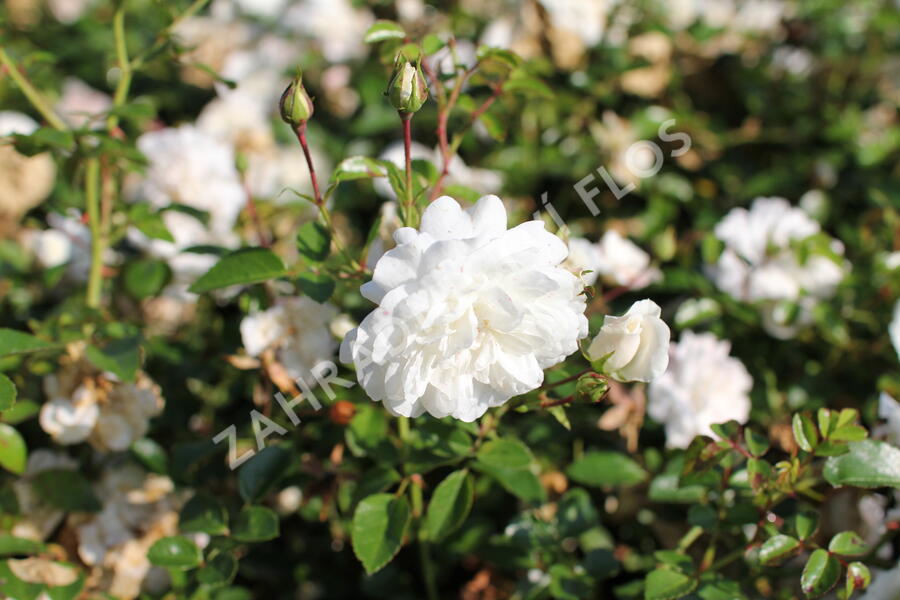 Růže půdopokryvná 'Sea Foam' - Rosa PK 'Sea Foam'