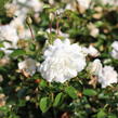 Růže půdopokryvná 'Sea Foam' - Rosa PK 'Sea Foam'
