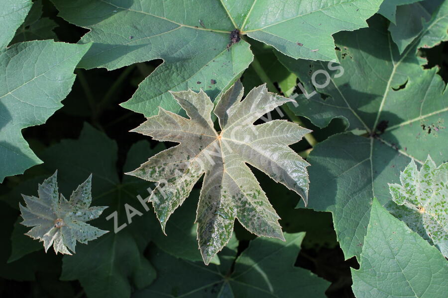 Arálie papírodárná 'Rex' - Tetrapanax papyrifera 'Rex'