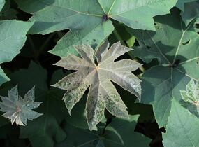 Arálie papírodárná 'Rex' - Tetrapanax papyrifera 'Rex'