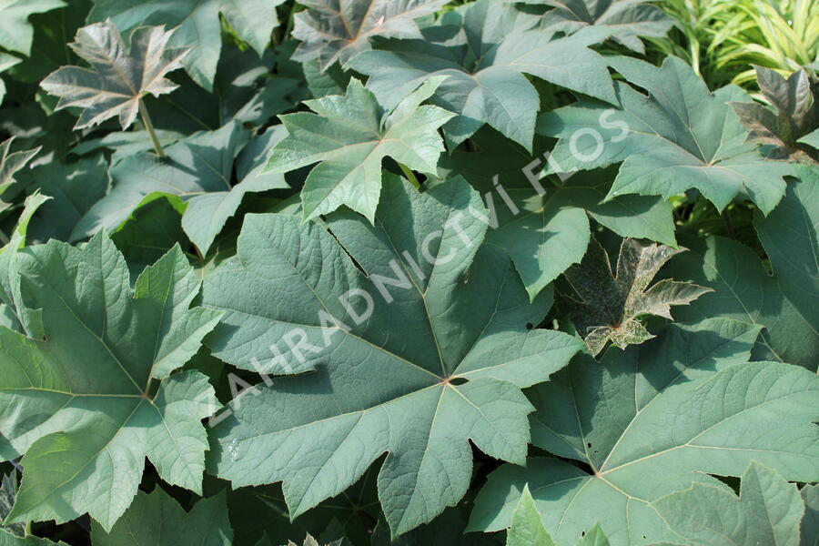 Arálie papírodárná 'Rex' - Tetrapanax papyrifera 'Rex'