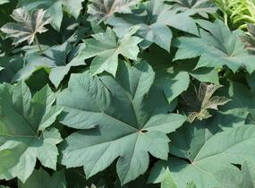 Arálie papírodárná 'Rex' - Tetrapanax papyrifera 'Rex'