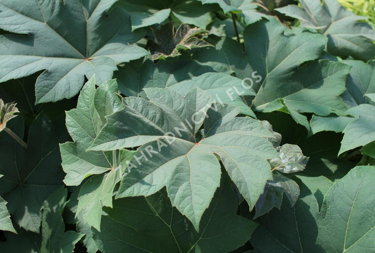 Arálie papírodárná 'Rex' - Tetrapanax papyrifera 'Rex'