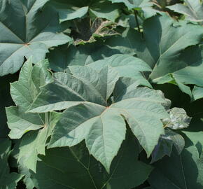 Arálie papírodárná 'Rex' - Tetrapanax papyrifera 'Rex'