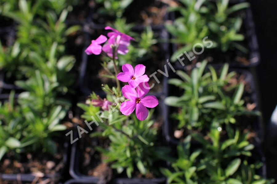 Plamenka 'Woodlander Pink' - Phlox hybrida 'Woodlander Pink'