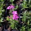 Plamenka 'Woodlander Pink' - Phlox hybrida 'Woodlander Pink'