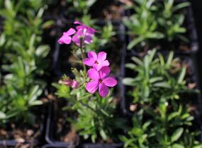 Plamenka 'Woodlander Pink' - Phlox hybrida 'Woodlander Pink'