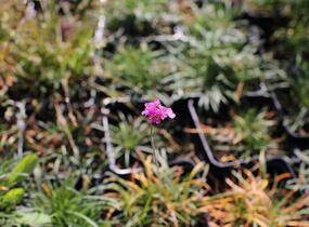 Trávnička přímořská 'Rosea Compacta' - Armeria maritima 'Rosea Compacta'