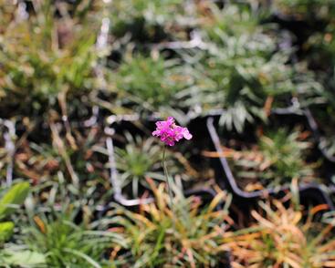 Trávnička přímořská 'Rosea Compacta'