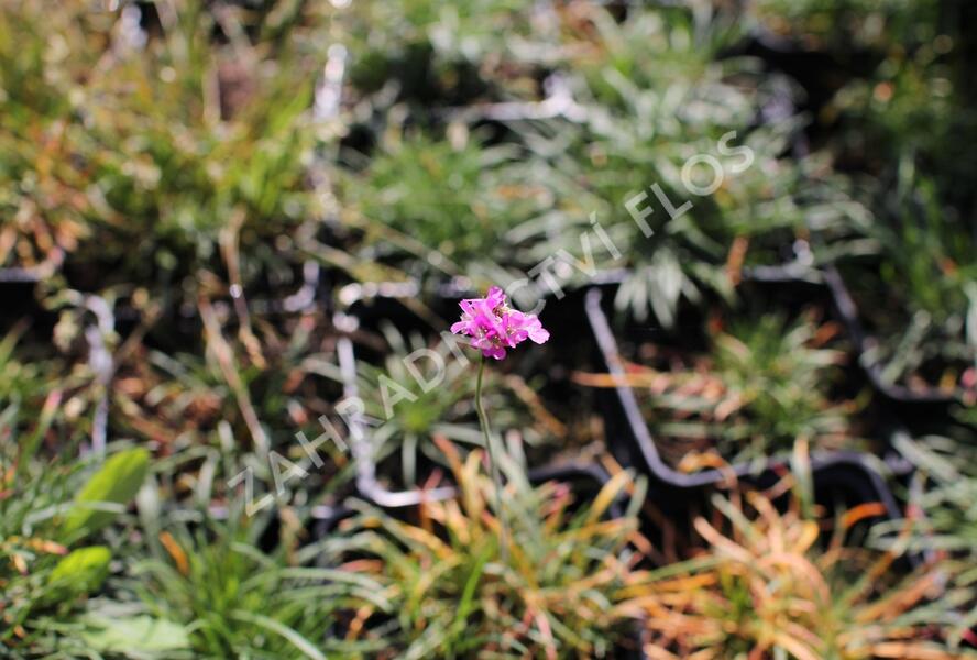 Trávnička přímořská 'Rosea Compacta' - Armeria maritima 'Rosea Compacta'