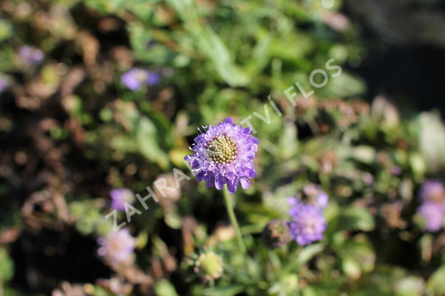 Hlaváč japonský 'Ritz Blue' - Scabiosa japonica 'Ritz Blue'